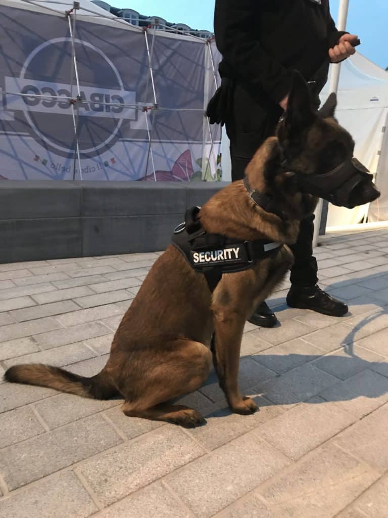 Un agent cynophile avec son chien de travail muselé et muni d'un harnais.