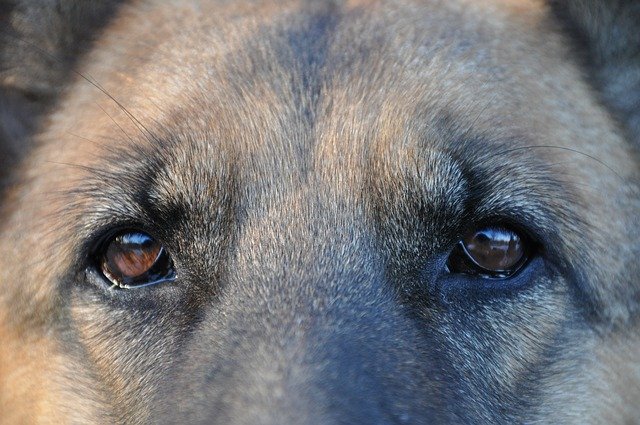 gros plan sur les yeux d'un berger allemand.