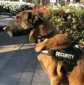 Chien berger belge malinois de WeWatch Security avec un harnais