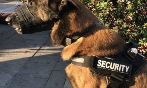 Le Malinois. Chien préféré des Maitres-chiens de Wewatch security