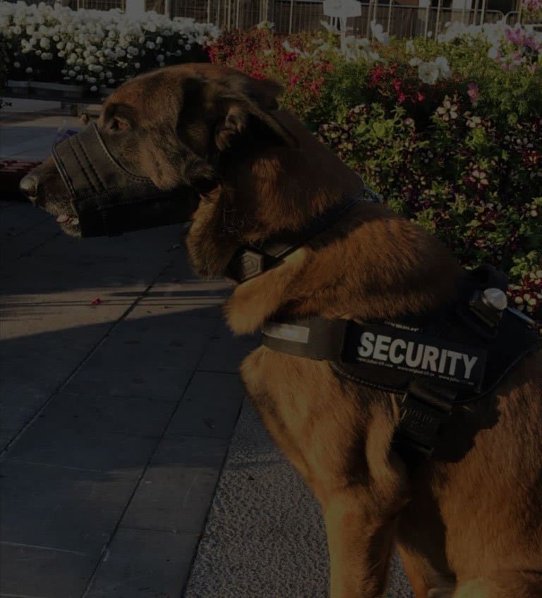 Splendide chien de sécurité de race malinois en harnais et muselé.