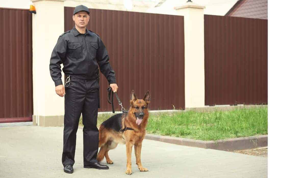 Maitre chien WeWatch en train de patrouiller avec son berger allemand.